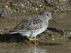 Purple-sandpiper7