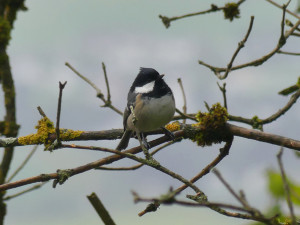 coal-tit2