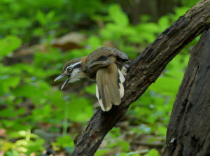 lesser-necklaced-laughingthrush1