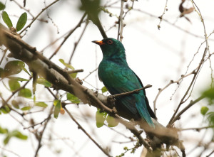 Asian-emerald-cuckoo2