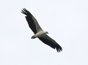 white-bellied-sea-eagle1