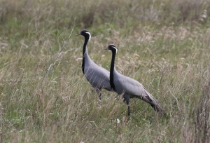 Demoiselle-crane