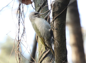 grey-headed-woodpecker2