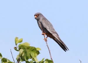 Red-footed-falcon1