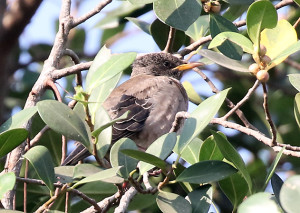 Rosy Starling