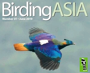 Birding Asia 31