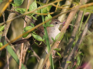 Cetti's Warbler