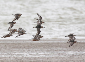 Red Knots