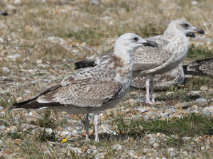 Caspian Gull