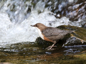 White-throated Dipper