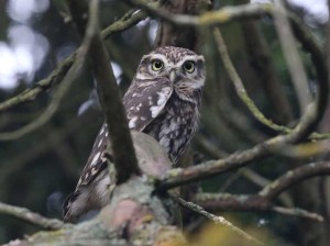 Little Owl