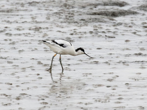 Colour-ringed Pied Avocet