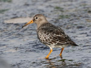 Purple Sandpiper