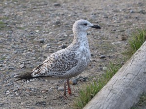 Herring Gull