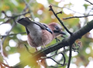 Eurasian Jay