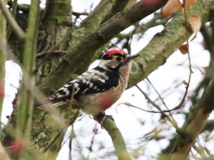 Lesser Spotted Woodpecker