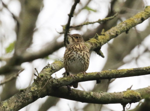 Song Thrush