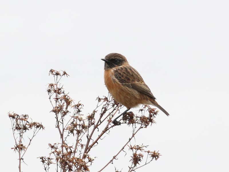 Stonechat