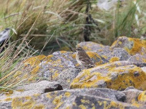 Water Pipit