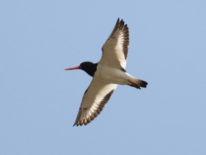 Eurasian Oystercatcher