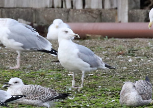 Herring Gull