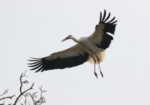 White Stork at Knepp Estate