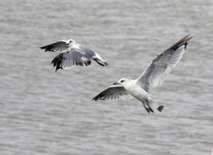 Common Gull