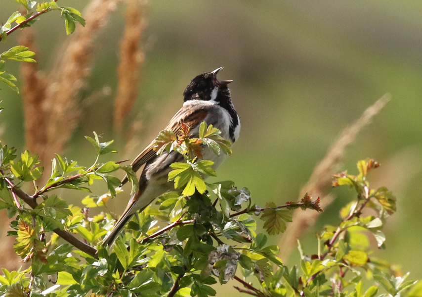 Common Reed Bunting