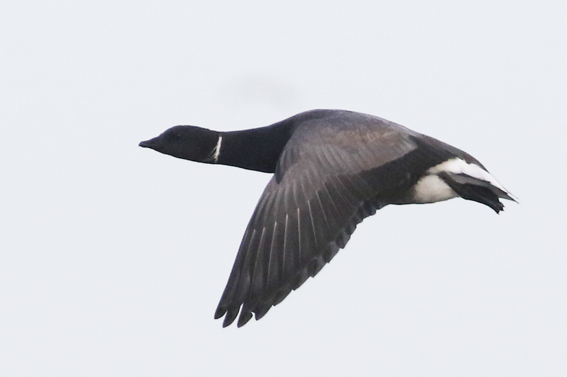 Brent Goose