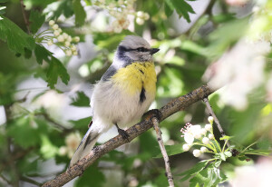 Azure Tit