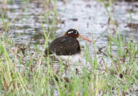 Greater Painted Snipe