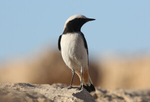 Mourning Wheatear