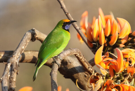 Golden-fronted Leafbird