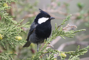 Rufous-naped Tit