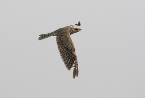 Egyptian Nightjar