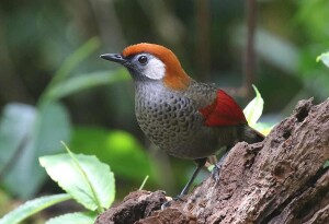 Red-tailed Laughingthrush