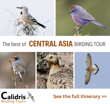 Central Asia Birding Tour