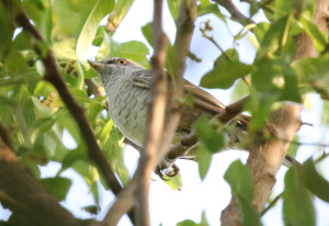 Barred Warbler