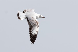 Brown-headed Gull