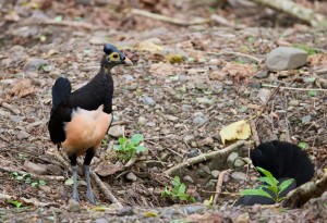 Maleo - Sulawesi Birding
