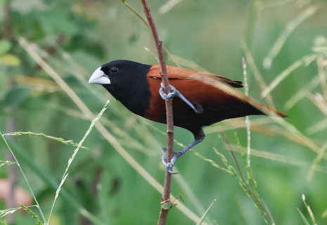 Chestnut Munia - birding in Thailand