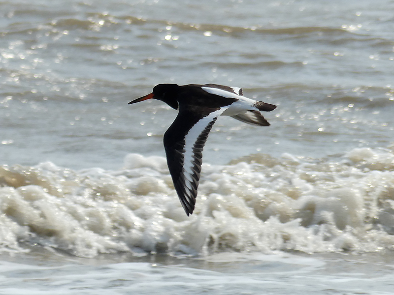 Shorebirds in North Kent – British Birding | Dartford Waffler